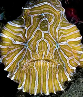 Moluccas Prints: Psychedelic frogfish (Histiophryne psychedelica) portrait, Ambon, Indonesia, Pacific Ocean