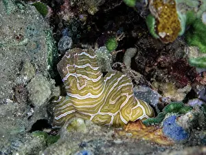 Moluccas Prints: Psychedelic frogfish (Histiophyrne psychedelica) hiding in crevice on seabed