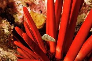 Spike Prints: Psychedelic wrasse (Anampses chrysocephalus) juvenile swimming in reef