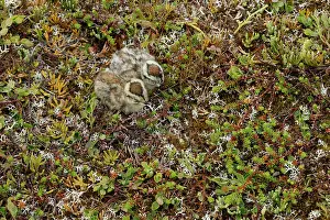 Ptarmigan Prints: Two Ptarmigan (Lagopus muta) chicks resting on the ground, Varanger, Norway. July