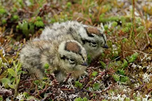 Ptarmigan Prints: Two Ptarmigan (Lagopus muta) chicks resting on the ground, Varanger, Norway. July