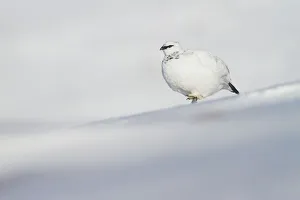 Negative Space Prints: Ptarmigan (Lagopus muta) male on snowy ridge on Cairngorm mountain
