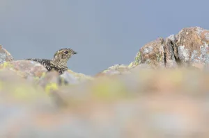 Ptarmigan (Lagopus mutus) hen in summer plumage behind rocks. Cairngorms National Park