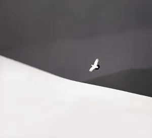 Division Prints: Ptarmigan (Lagopus mutus) male in flight over snow covered Cairngorm Mountains, Scotland