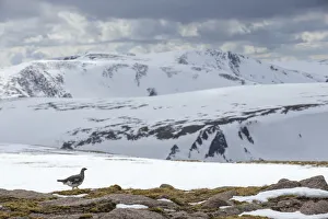 Ptarmigan Prints: Ptarmigan (Lagopus mutus) male in snowy mountains, Cairngorms National Park, Scotland