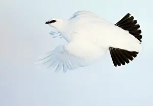 Ptarmigan Prints: Ptarmigan (Lagopus mutus) winter plumage, in flight, Utsjoki, Finland. February