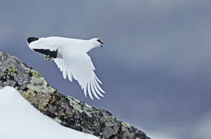 Ptarmigan (Lagopus mutus) in winter plumage in flight, Utsjoki, Finland, April Ptarmigan (Lagopus mutus) in winter plumage in flight, Utsjoki, Finland, April