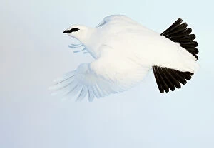 November 2022 Highlights Gallery: Ptarmigan (Lagopus mutus) winter plumage, in flight, Utsjoki, Finland. February
