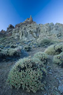 Dipsacaceae Prints: Pterocephalus lasiospermus with rock formations in the distance, Los Roques de Garcia