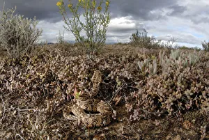 Hidden In Nature Prints: Puff adder (Bitis arietans) juvenile amongst succulent plants in karoo habitat