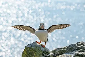 Fratercula Prints: Puffin (Fratercula arctica) balancing on rock with wings outstretched