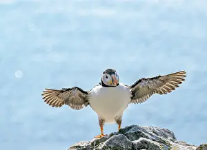 Fratercula Prints: Puffin (Fratercula arctica) balancing on rock with wings outstretched after landing