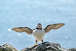 Fratercula Prints: Puffin (Fratercula arctica) balancing on rock with wings outstretched after landing
