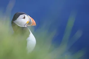 Images Dated 16th June 2013: Puffin (Fratercula arctica) at a breeding colony. Fowlsheugh, Scotland, June