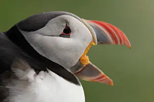 Fratercula Prints: Puffin (Fratercula arctica) calling, head portrait, Varanger, Norway. July