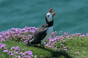 Armeria Vulgaris Prints: Puffin (Fratercula arctica) calling perched on cliff top among Sea thrift (Armeria maritima)
