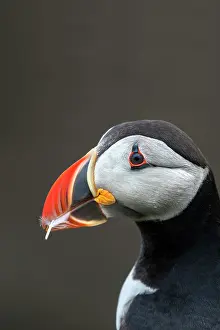 Fratercula Prints: Puffin (Fratercula arctica) carrying a feather in its beak to use as nesting material