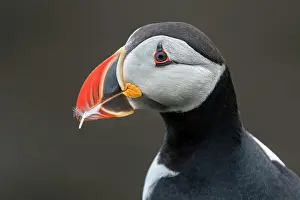 Fratercula Prints: Puffin (Fratercula arctica) carrying a feather in its beak to use as nesting material