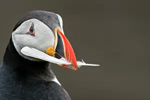 Fratercula Prints: Puffin (Fratercula arctica) carrying a feather in its beak to use as nesting material