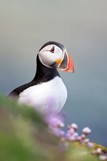Puffin (Fratercula arctica) on a cliff edge with flowering sea thrift (Armeria maritima)
