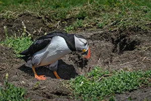 Burrow Prints: Puffin (Fratercula arctica) entering nesting chamber
