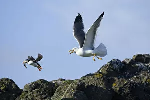 Puffin (Fratercula arctica) with fish chased by Lesser black-backed gull (Larus fuscus) Isle of May