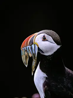 Black Background Prints: Puffin (Fratercula arctica) with fish prey in beak