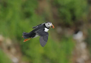 Images Dated 14th June 2012: Puffin (Fratercula arctica) in flight, Saltee Islands, County Wexford, Republic of Ireland