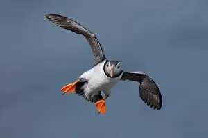Fratercula Prints: Puffin (Fratercula arctica) in flight, Varanger, Norway. July