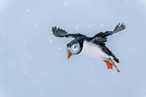 Hornoya Prints: Puffin (Fratercula arctica) in flight in snow, Hornoya island, Varanger, Norway. March