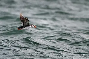 Fratercula Prints: Puffin (Fratercula arctica) flying low over sea