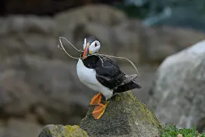 Puffin (Fratercula arctica) landing on a rock, Great Saltee Island, County Wexford, Republic of Ireland. June
