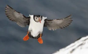 Wings Prints: Puffin (Fratercula arctica) landing in snow, Norway, March