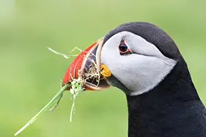 Fratercula Prints: Puffin (Fratercula arctica) with nesting material in beak