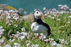 Fratercula Prints: Puffin (Fratercula arctica) perched on cliff top among Bladder campion (Silene vulgaris)