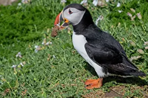Cliff Top Prints: Puffin (Fratercula arctica) perched on cliff top carrying a stone in its beak