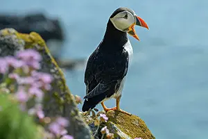 Fratercula Prints: Puffin (Fratercula arctica) perched on cliff along Great Saltee Island coast
