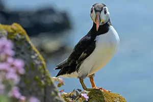 Fratercula Prints: Puffin (Fratercula arctica) perched on cliff along Great Saltee Island coast