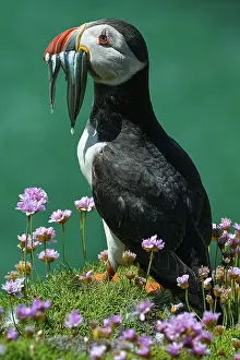 Cliff Top Prints: Puffin (Fratercula arctica) perched on cliff top with Sandeels prey in beak