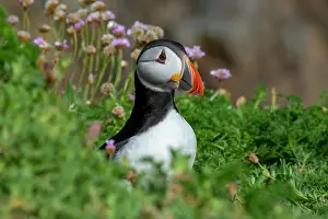 Armeria Vulgaris Prints: Puffin (Fratercula arctica) perched on cliff top among Sea thrift (Armeria maritima)