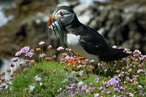 Armeria Vulgaris Prints: Puffin (Fratercula arctica) perched on cliff top among Sea thrift (Armeria maritima) with Sandeels prey in beak