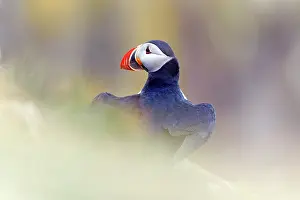 Fratercula Prints: Puffin (Fratercula arctica) perched on clifftop, Iceland. June