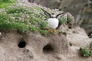 Fratercula Prints: Puffin (Fratercula arctica) perched on ledge above burrows flapping its wings