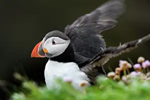 Fratercula Prints: Puffin (Fratercula arctica) perched on a rock flapping its wings