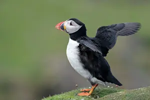 Fratercula Prints: Puffin (Fratercula arctica) perched on a rock flapping its wings