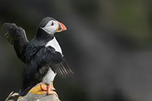 Fratercula Prints: Puffin (Fratercula arctica) perched on a rock flapping its wings