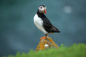 Cliff Top Prints: Puffin (Fratercula arctica) perched on a stone on cliff top along Great Saltee Island coast