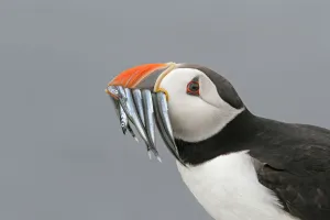 Puffin (Fratercula arctica) portrait with beak full of sand eels, Farne Islands, Northumberland