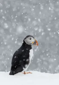 Songbirds Prints: Puffin (Fratercula arctica) portrait in the snow, Norway, March