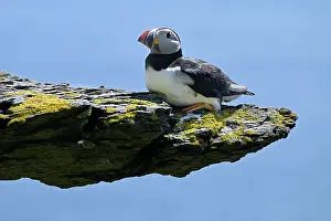 Fratercula Prints: Puffin (Fratercula arctica) resting on rock above the sea